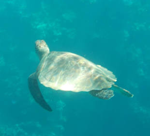 Schildkröte in der Bucht