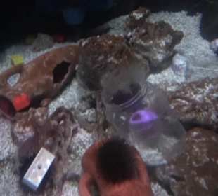  Lego X-Treme - Legoland Atlantis by SEA LIFE