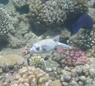 Schnorcheln Makadi Bay