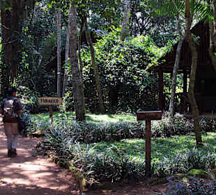 Kibale Nationalpark 