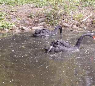 Weltvogelpark Walsrode