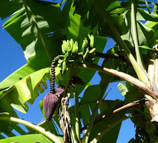 Abteilung für Nutzpflanzen
