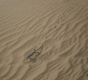 Ein Gecko in der wüste - herzig