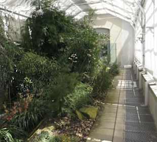 Palmenhaus 