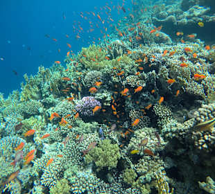 Schnorcheln Makadi Bay