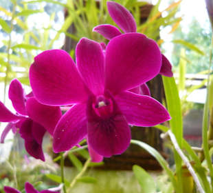 1 von 300 Orchideenarten