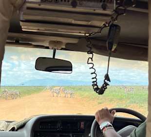 Zebras während der Fahrt durch den Nationalpark