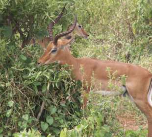 Impala