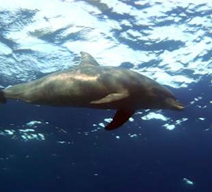 Ein super Erlebnis zum Wiederholen mal