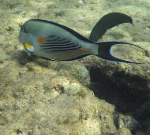 Riff Korallen - Hotel Citadel Azur Resort