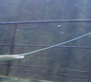 National Aquarium Malta - Rochen