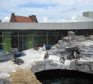 Außenanlage d. Pinguine