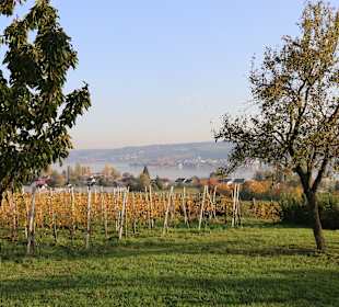 Insel Reichenau