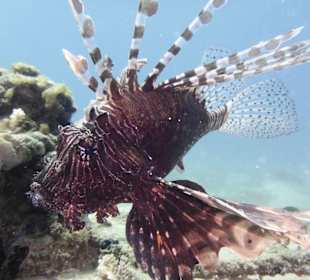 Ein Tauchkurs musste einfach sein!