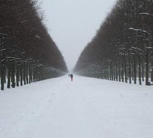 Allee im Winter