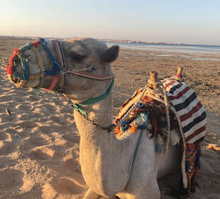 Michael Schumacher ist der Name dieses Kamels