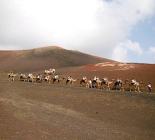 Dromedarritt vom Dorf Uga aus