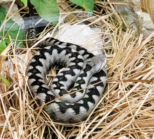 Hornotter
