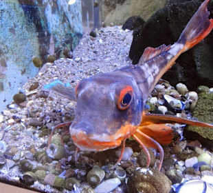 Aquarien im Nationalpark-Haus