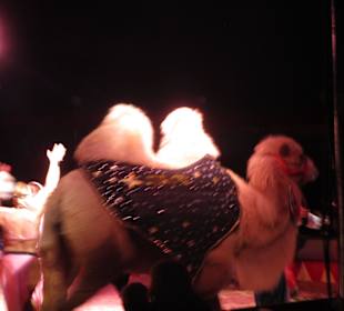 Landauer Weihnachtcircus 2016