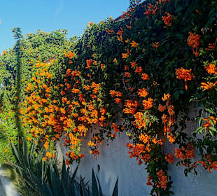 Wandern Puerto de la Cruz