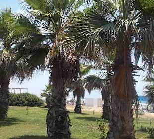 Palmen am Strand