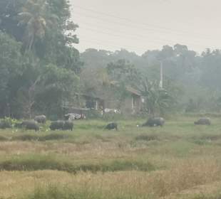Reisfelder mit Wasserbüffel