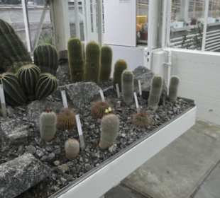 Sukkulentensammlung