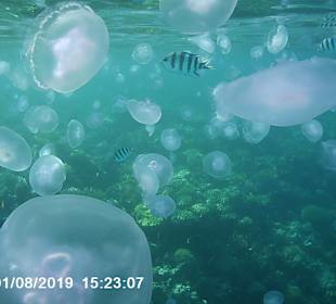 Schnorcheln Hurghada