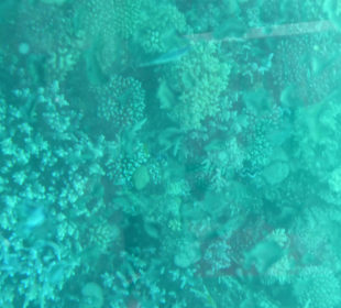 Korallen - auf Schnorcheltour