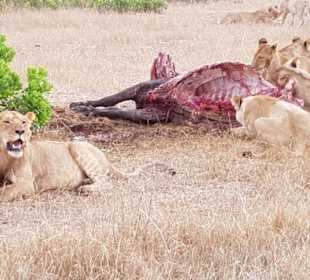 Löwen beim Frühstück