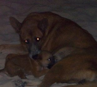 Sie lieben auch Hunde