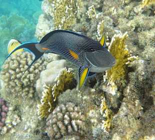 Arabischer Doktorfisch