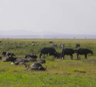 Büffelherden im Amboseli