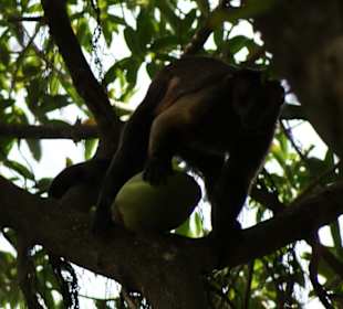 Affe auf der Ile Royale