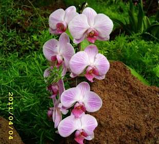 Orchidee