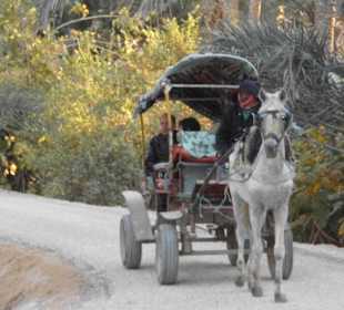 Palmenoase / Datteln in Tunesien