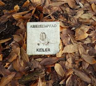 Ameisenpfad Wildtierabdrücke