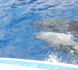 Delphin