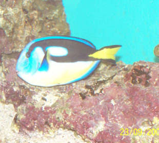 Aquarium