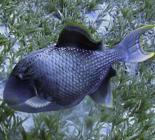 Podwodne życie w Abu Dabab