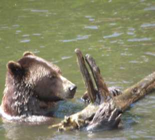 Alte Kläranlage, hohe Betonmauer, artgerecht ?