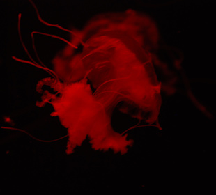 Neu sind die Quallen!