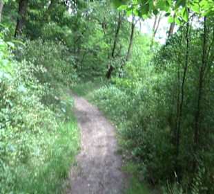 Wanderweg - Alter Steinbruch Pfaffenberg Runde