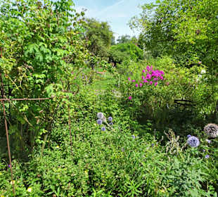 Impressionen aus dem Trostberger Rosengarten