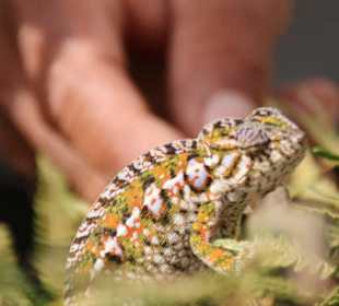 Zaungast Mini-Chamäleon