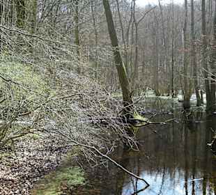 Auf dem Weg zum Königsstuhl