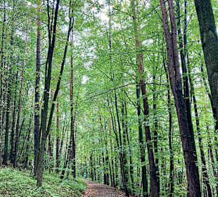 Wandern Friedrichroda