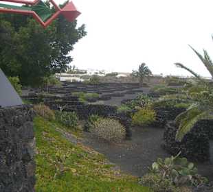 Blick auf Garten vor dem Haus