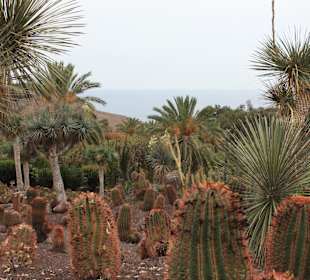 Kakteengarten
